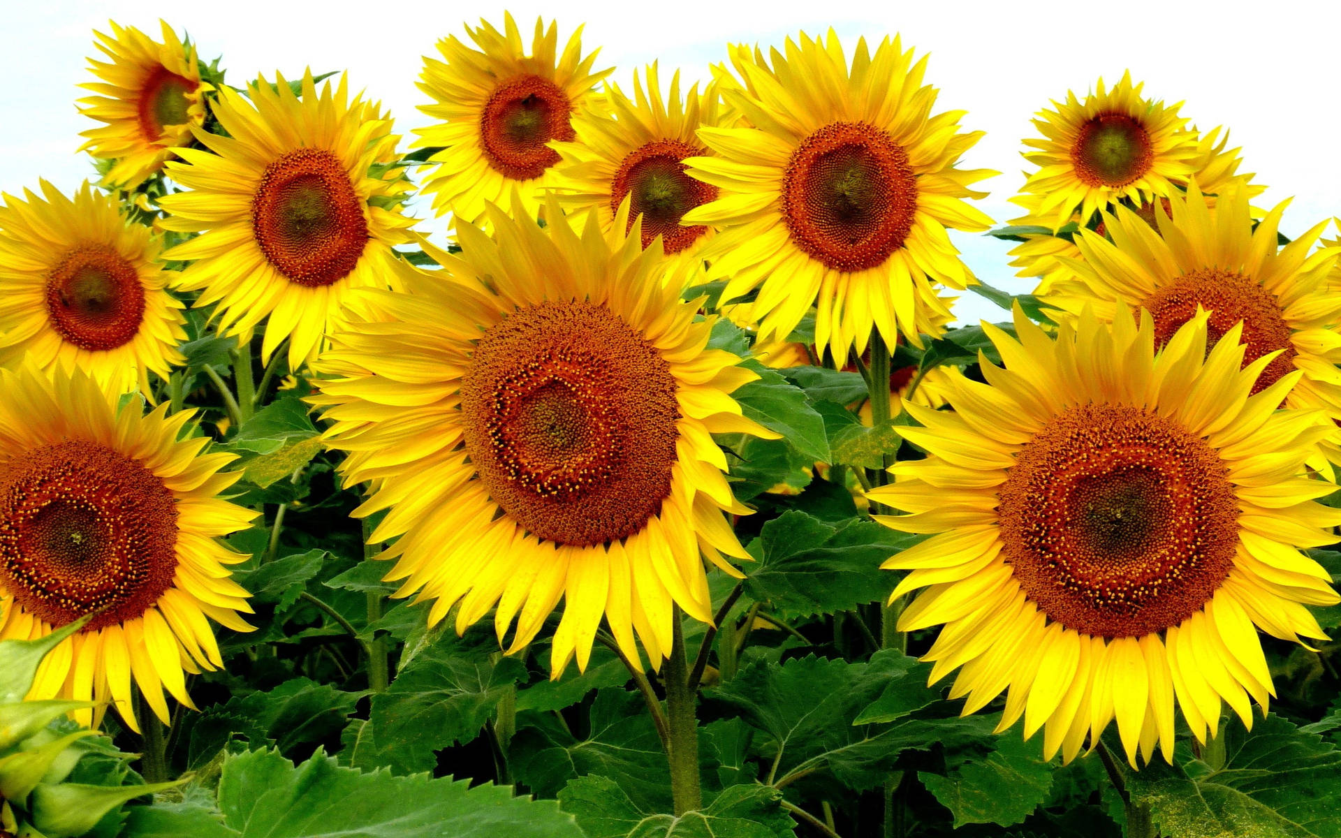 Dieschönheit Der Natur Auf Deinen Desktop Bringen Mit Einem Wunderschönen Sonnenblumen-hintergrund. Wallpaper