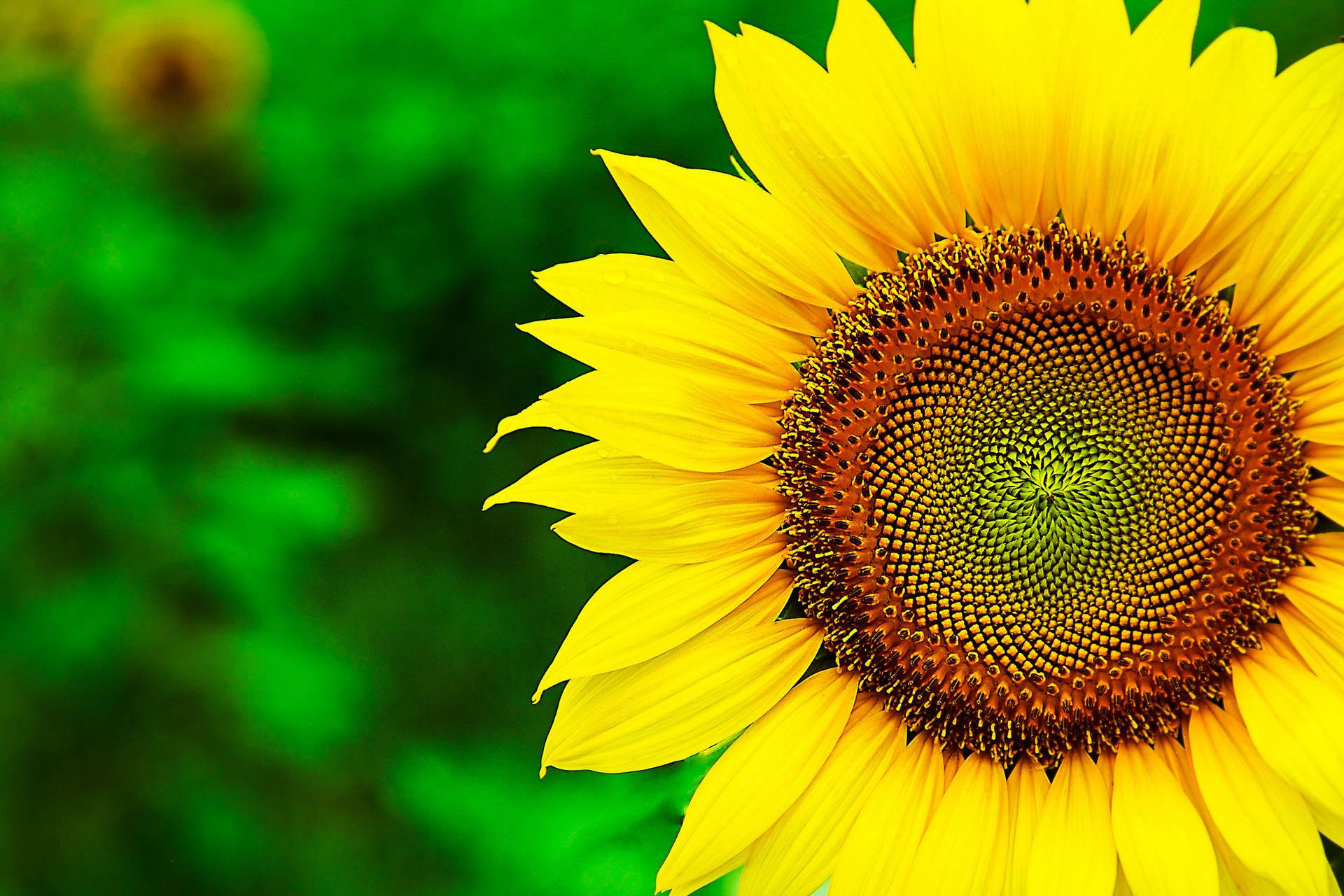 “Grow a Field of Happiness with a Sunflower Desktop Wallpaper” Wallpaper