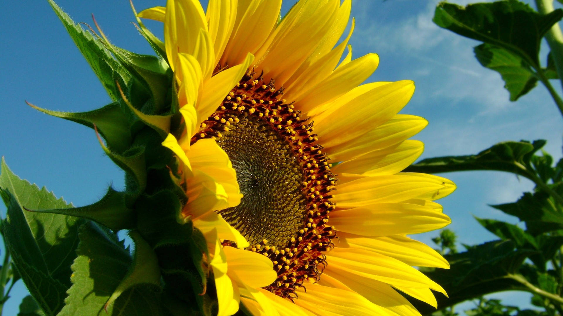 Start the day with brightness and beauty, the sunflower on your desktop background. Wallpaper