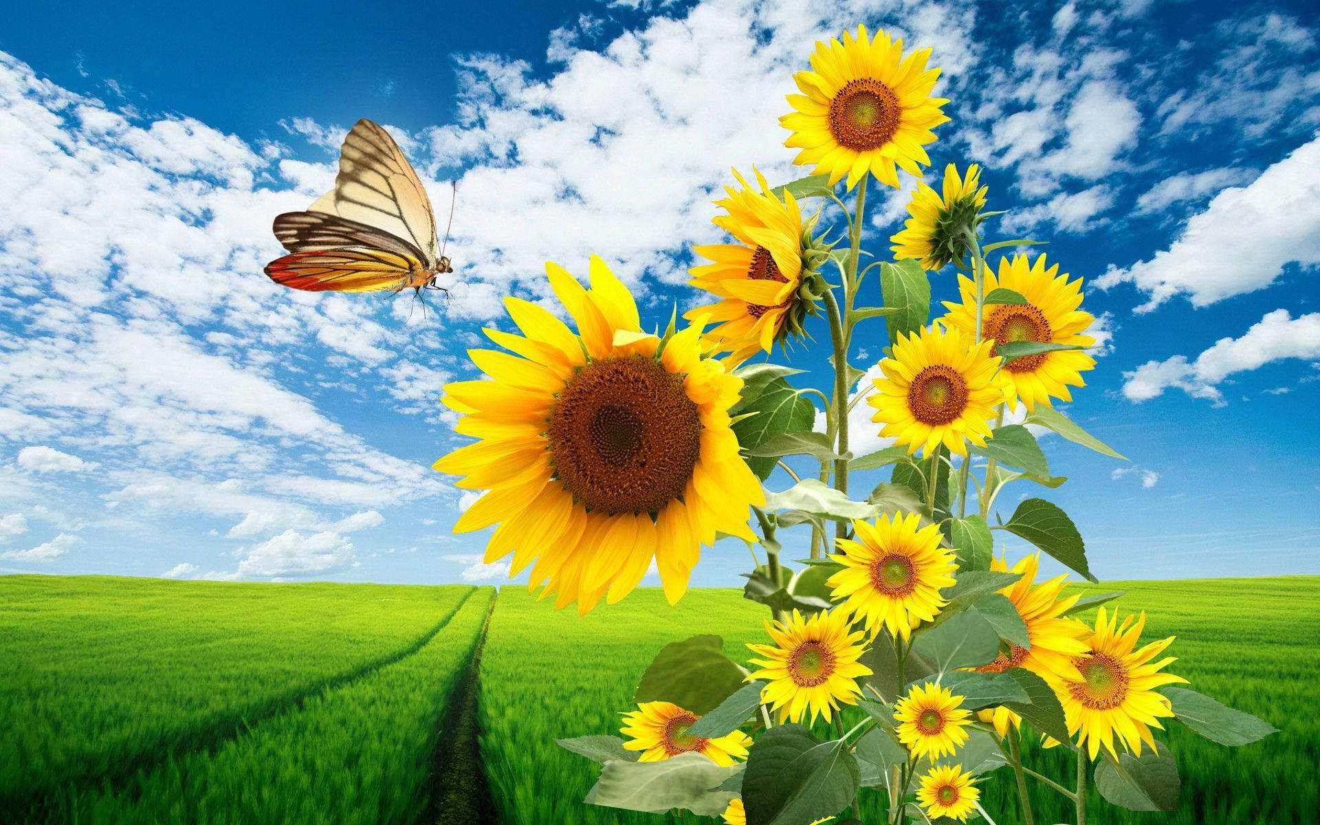 Sunflower Desktop Butterfly On Field Wallpaper