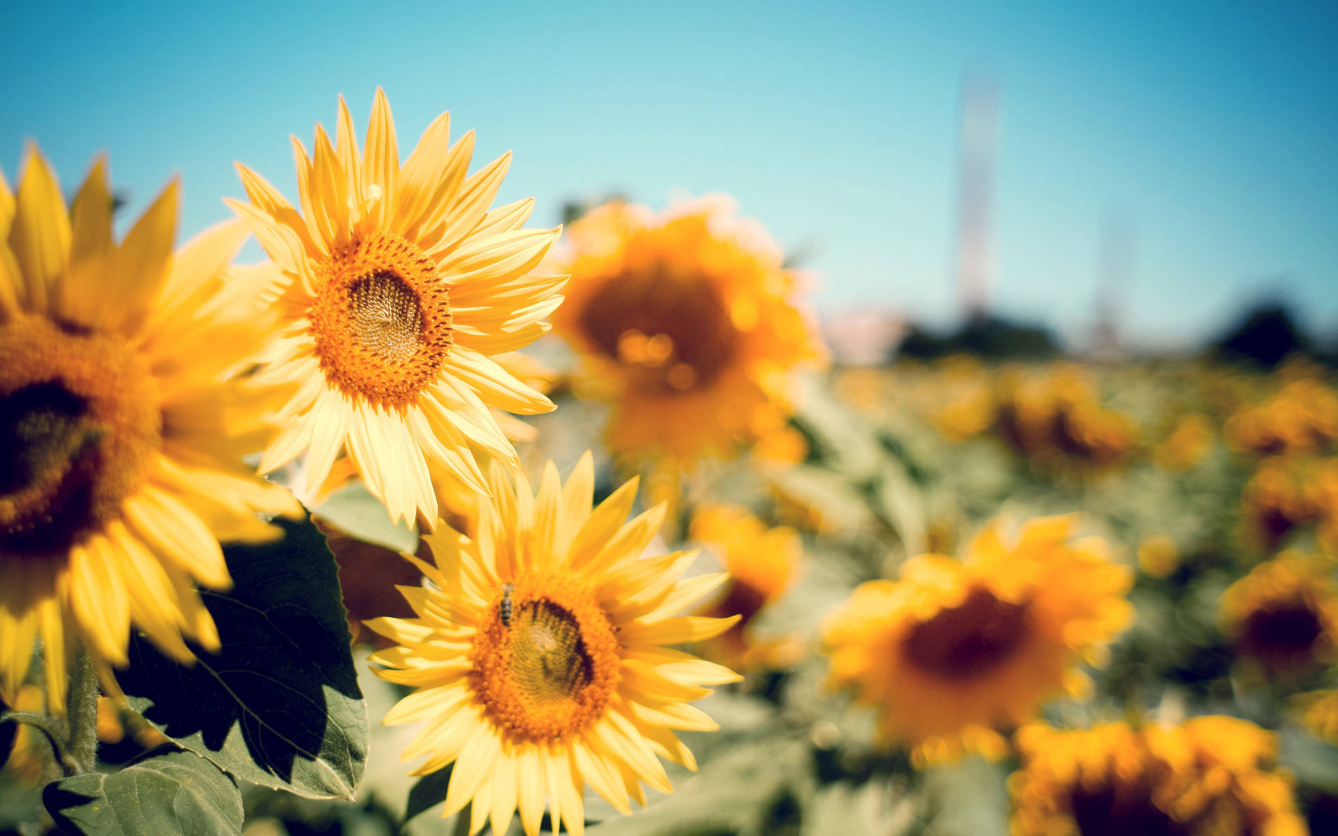 Bright Sunflower against a Blue Sky Wallpaper