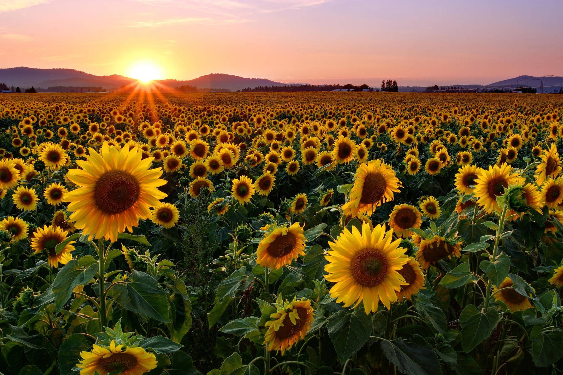 "A Field of Sunflowers Blooms in the Sunshine" Wallpaper