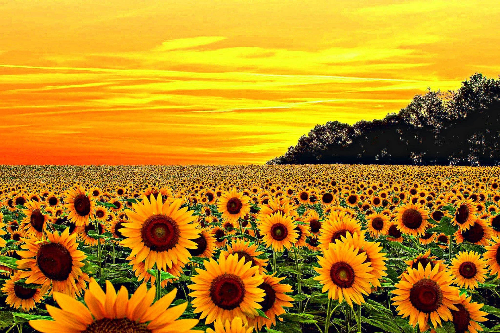 Sunflowers on a backgrounds of the summer clouds HD wallpaper  Pxfuel