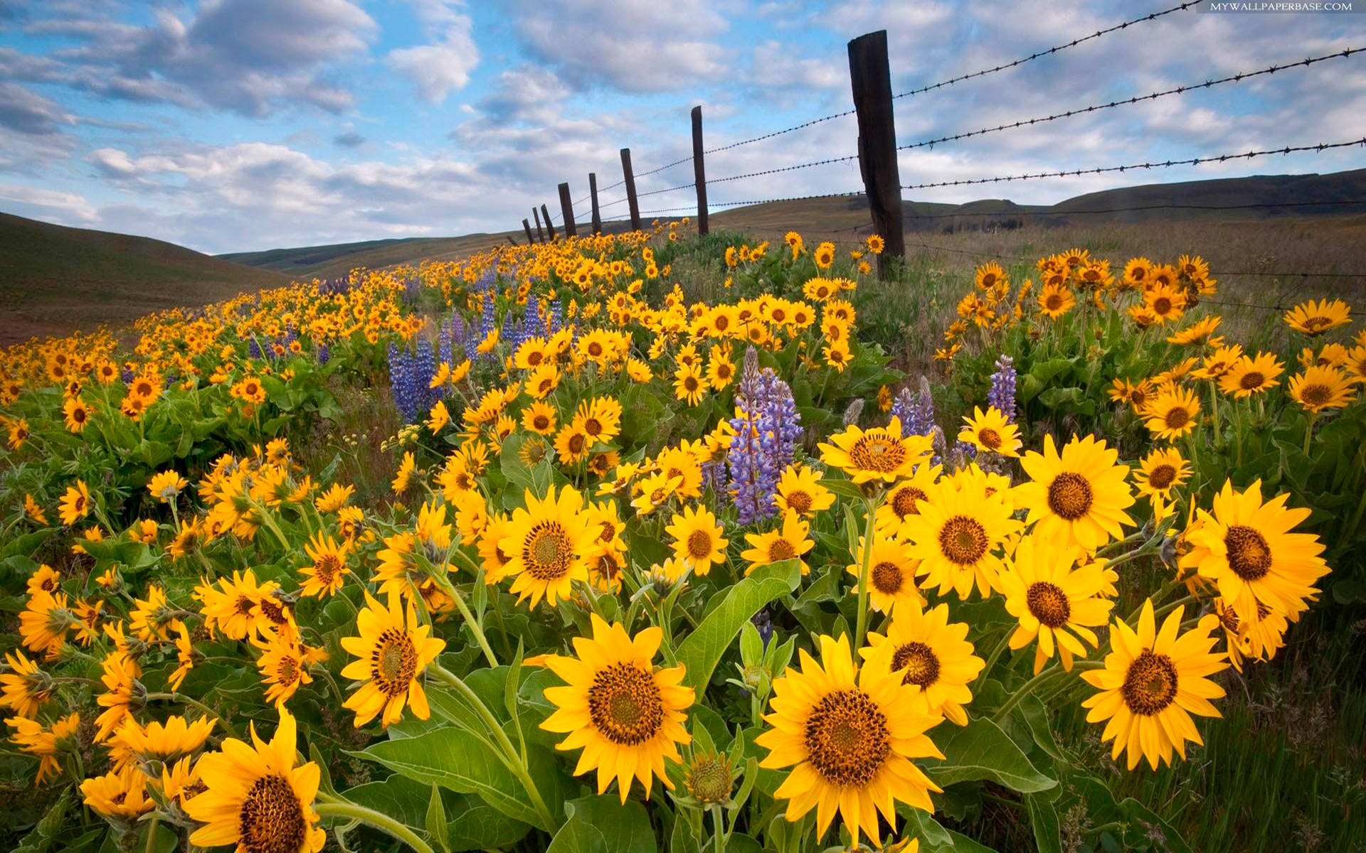 A Field of Sunflowers on a Sunny Day Wallpaper