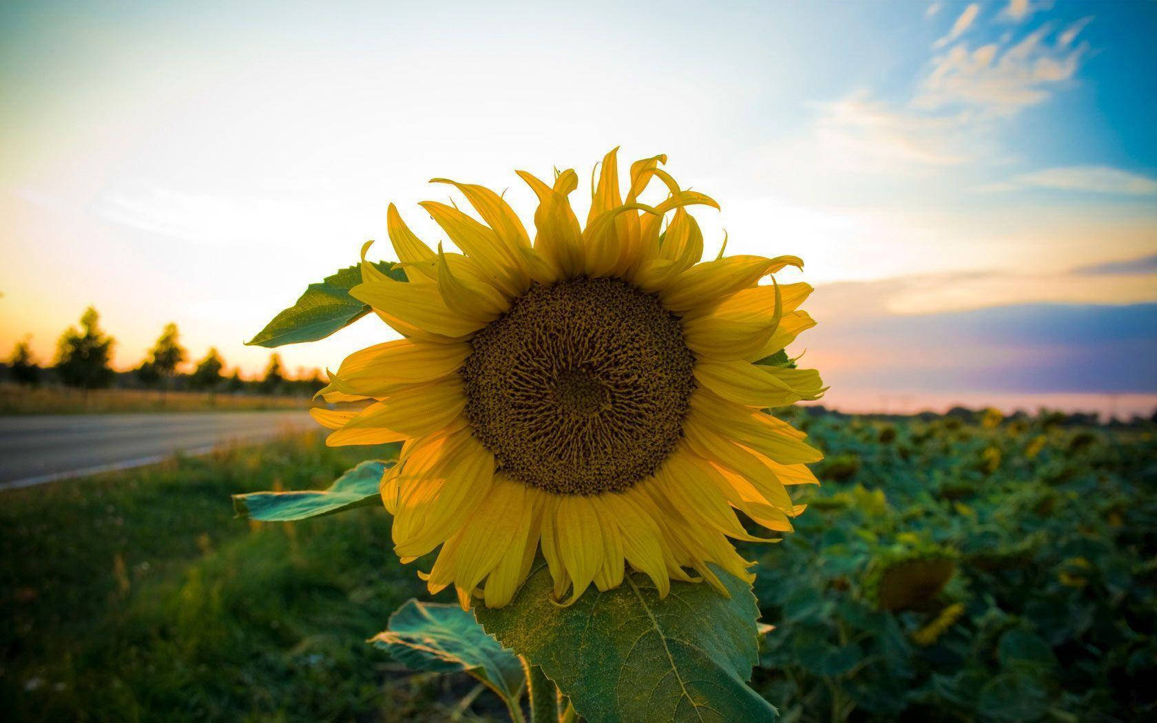 Sunflower Desktop Sunset Sky Background