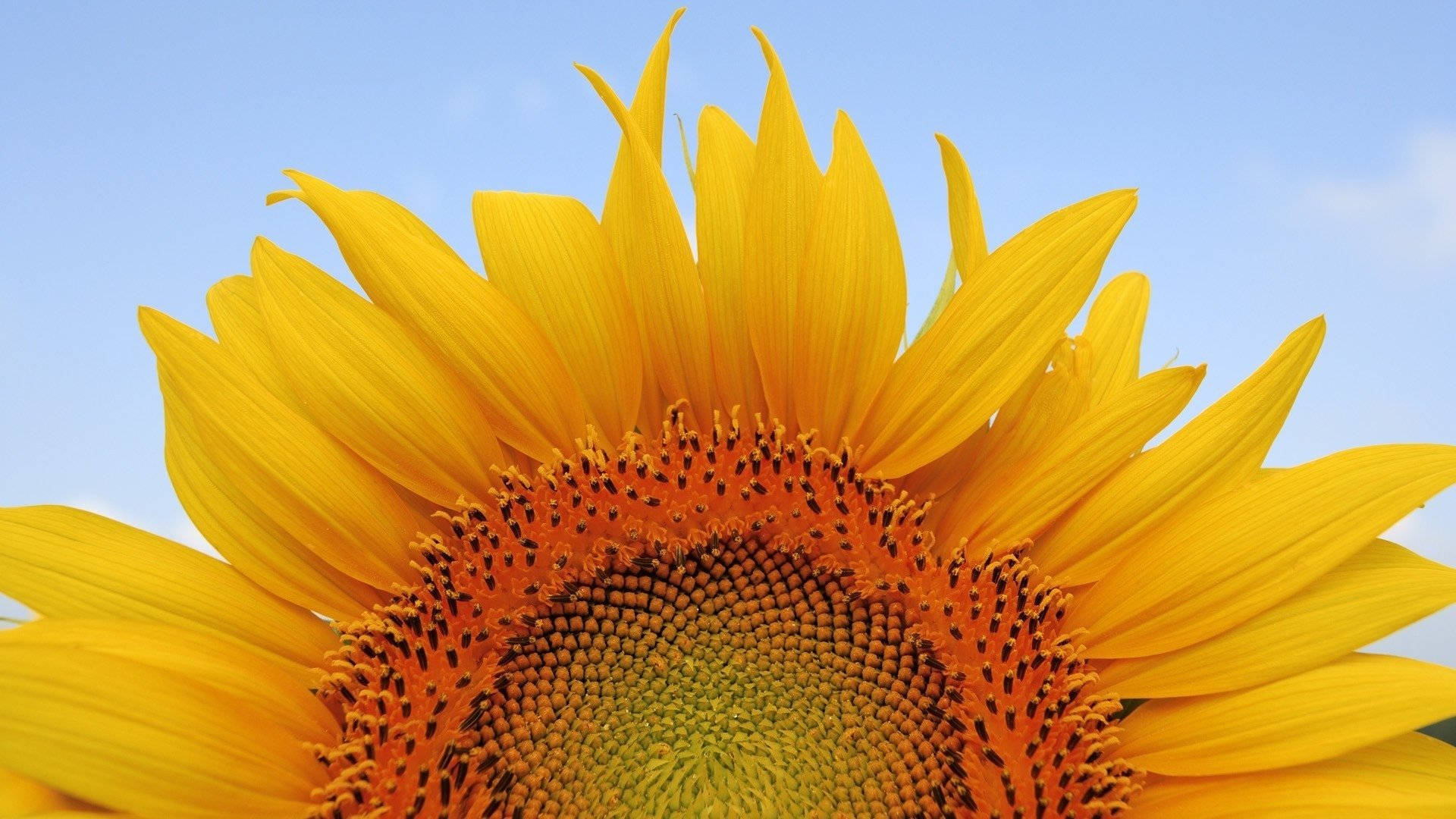 Sunflower Desktop Petals Close-up Background