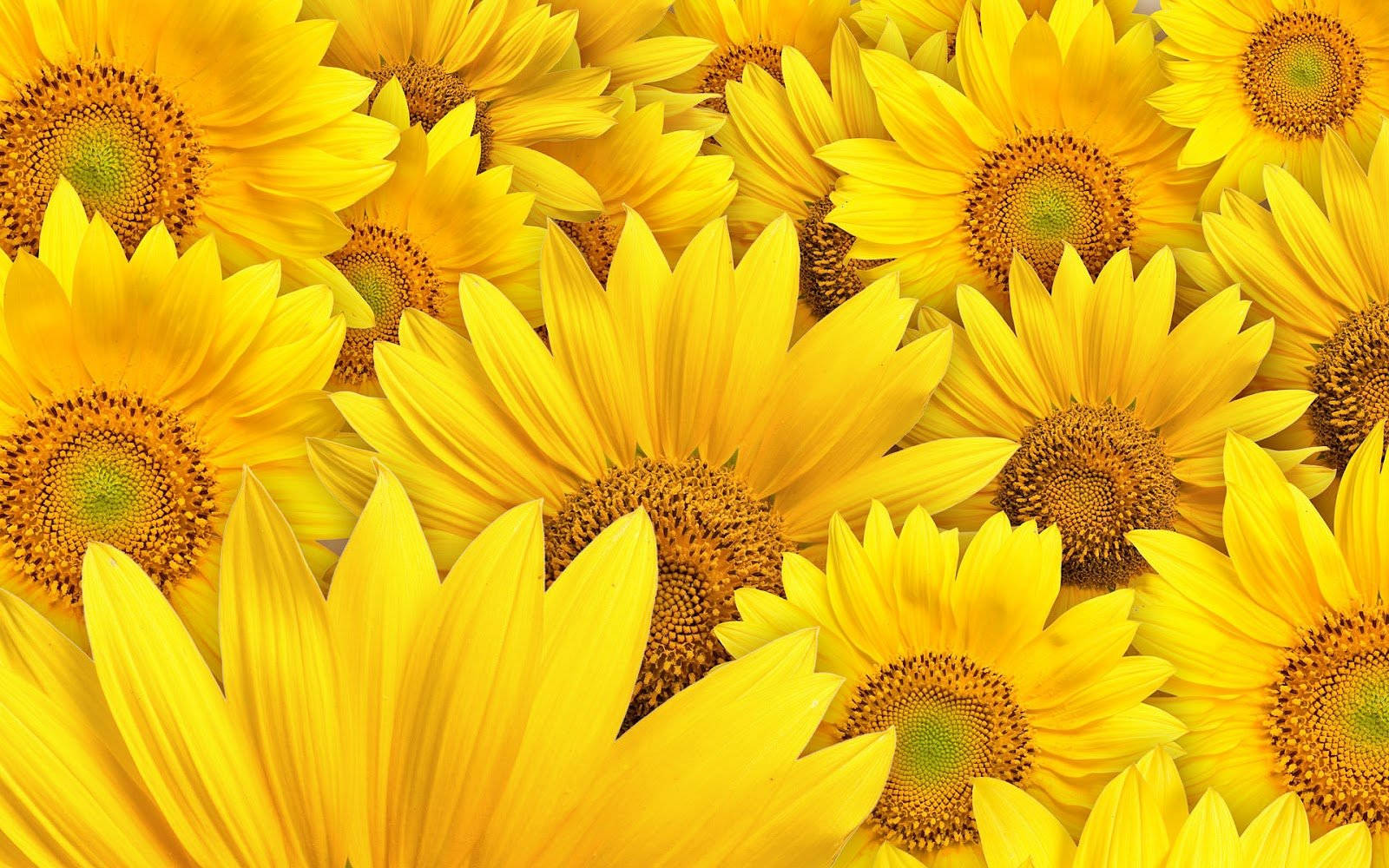 A Sunflower in Bloom Against the Vivid Blue Sky Wallpaper