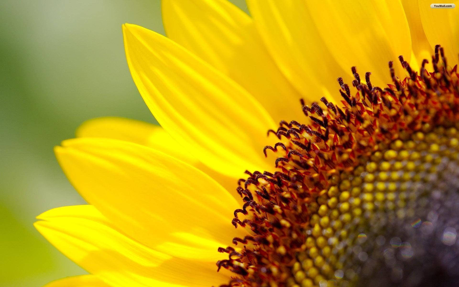 A cheery sunflower for your desktop Wallpaper