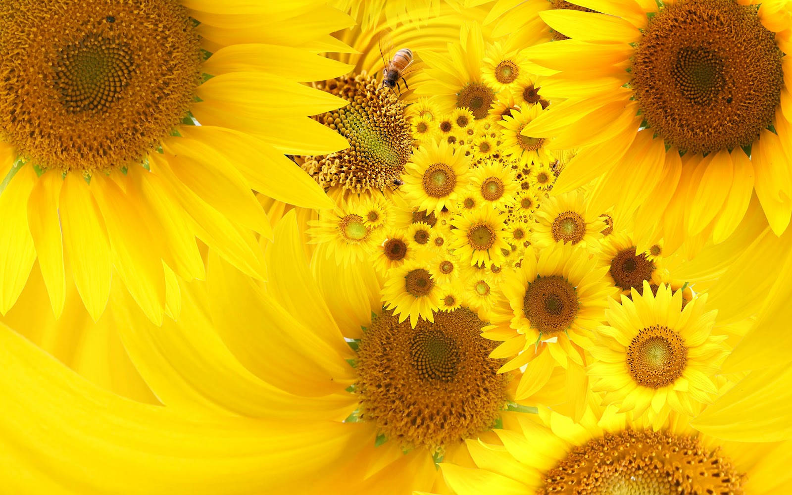 Sunflower Desktop 1600 X 1000 Wallpaper