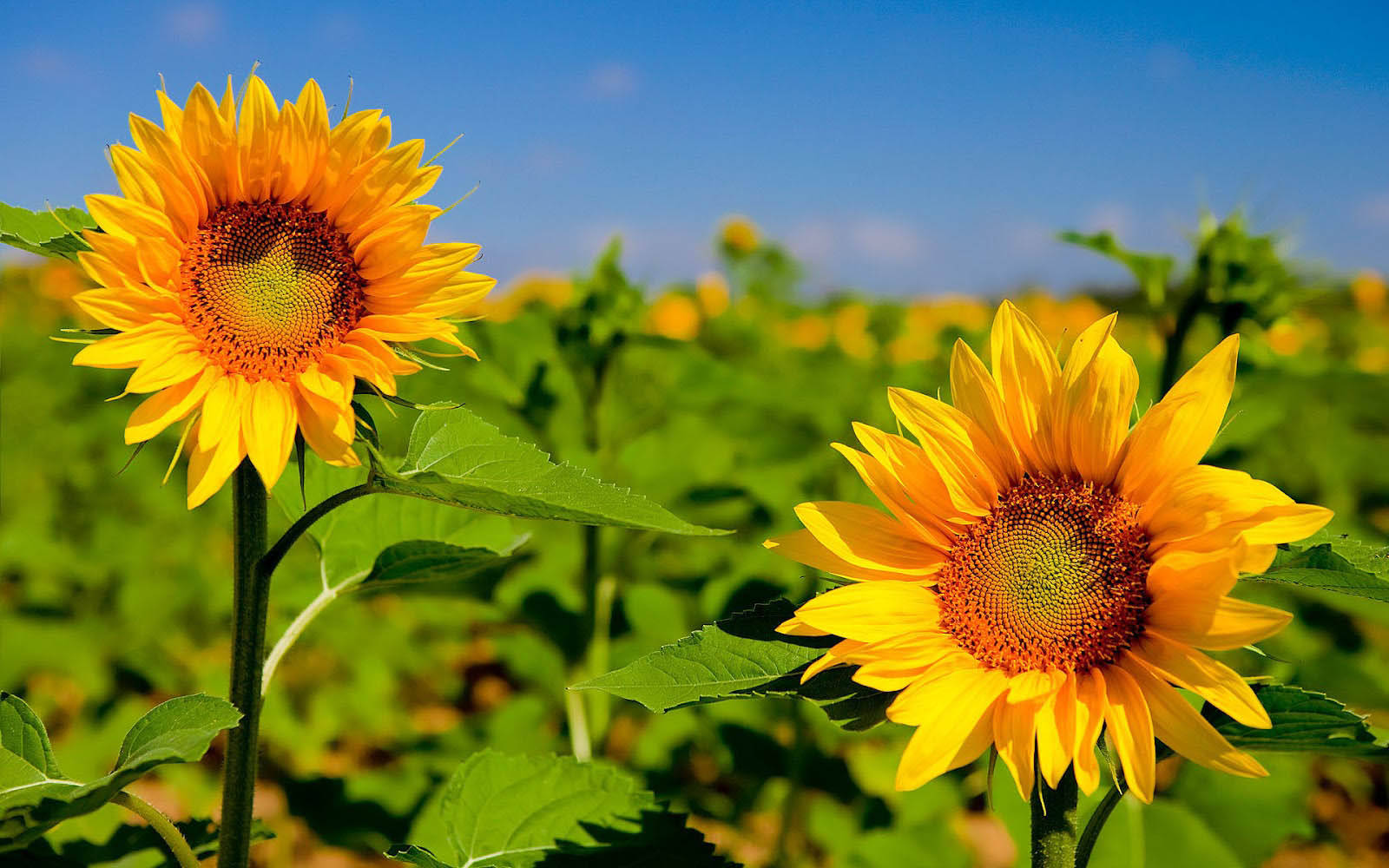 Sonnenblumeauf Einem Feld Voller Sonnenschein Wallpaper