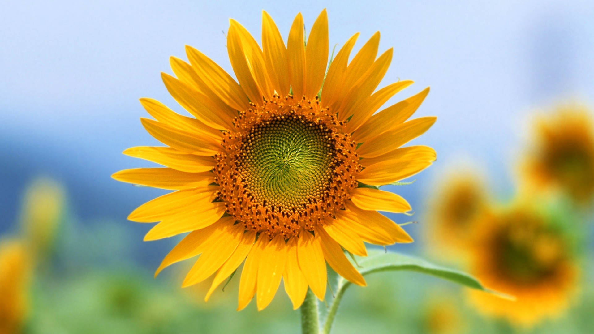 "The Beauty of Nature: A Sunflower Desktop Background" Wallpaper