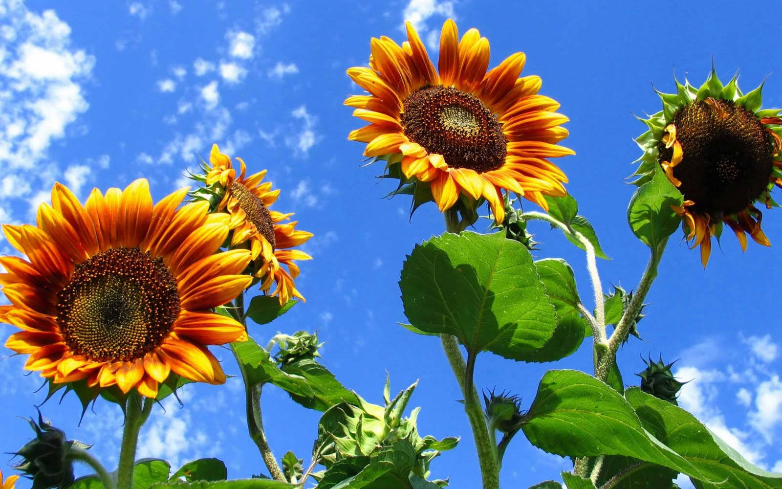 A vibrant sunflower against a clear blue summer sky. Wallpaper