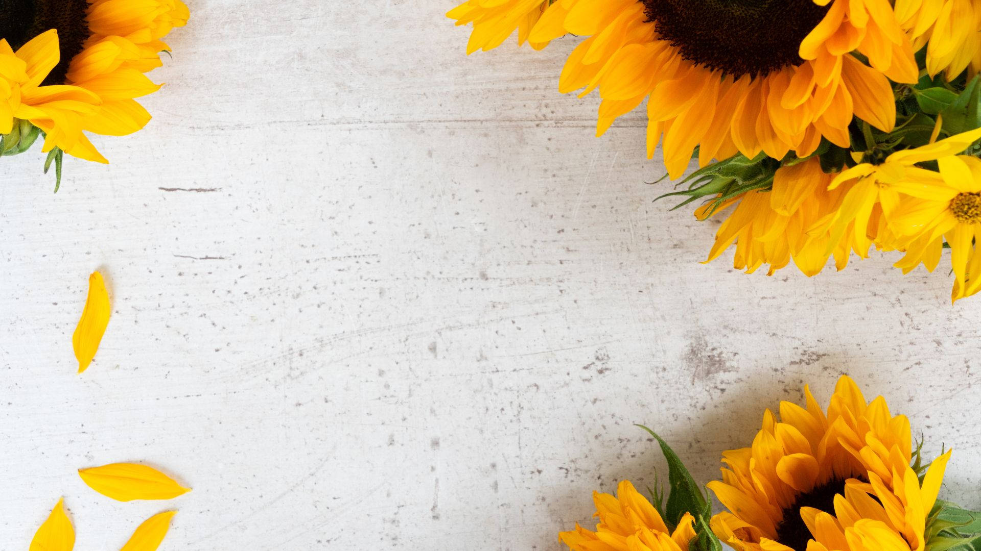 Fühledie Helligkeit Des Lebens Mit Diesem Sonnenblumen-desktop-hintergrund. Wallpaper
