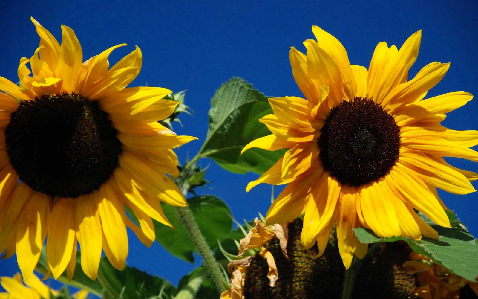 A sunflower in full bloom sits against a bright yellow background Wallpaper