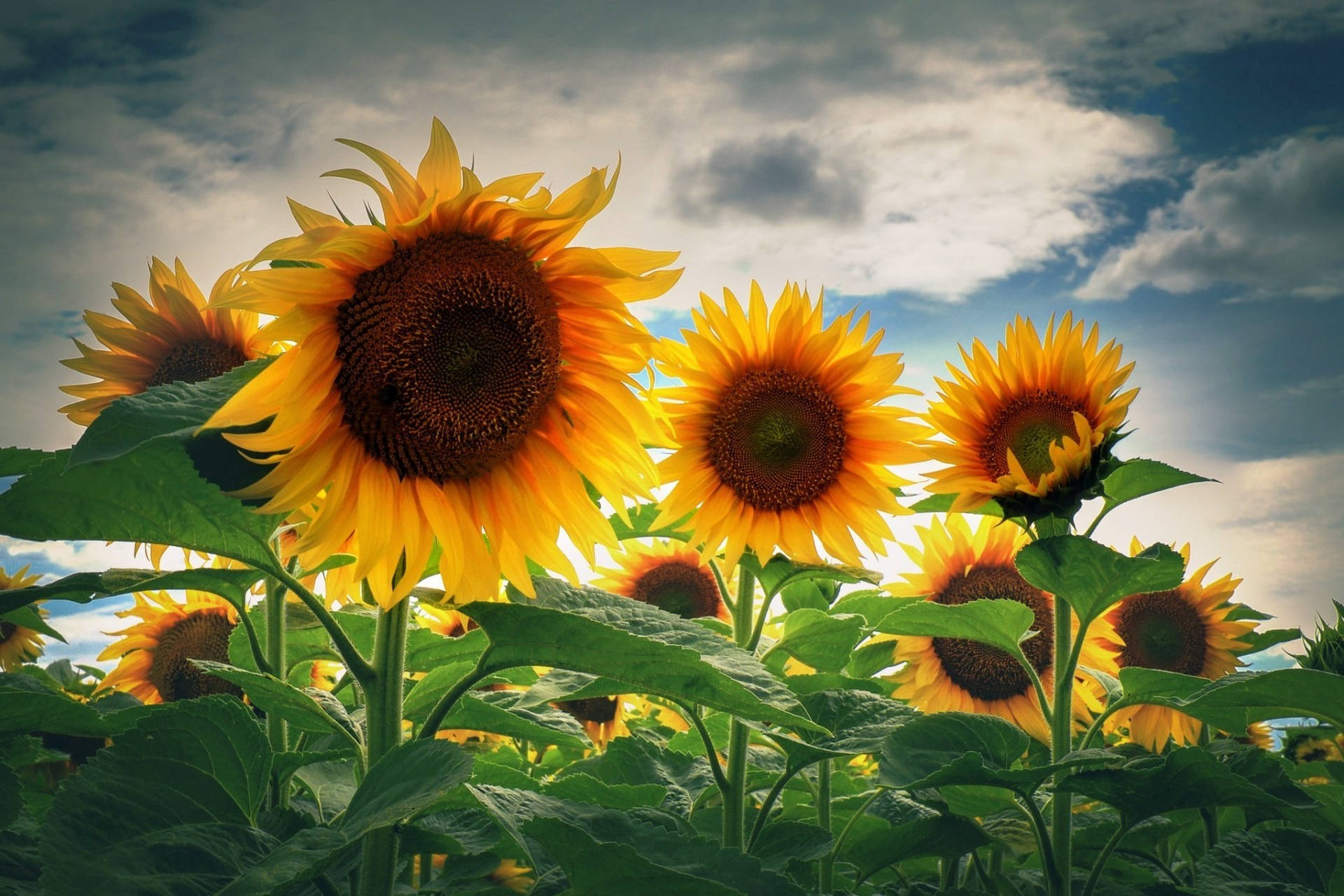 Eindesktop-hintergrundbild Mit Einer Wunderschönen Sonnenblume. Wallpaper
