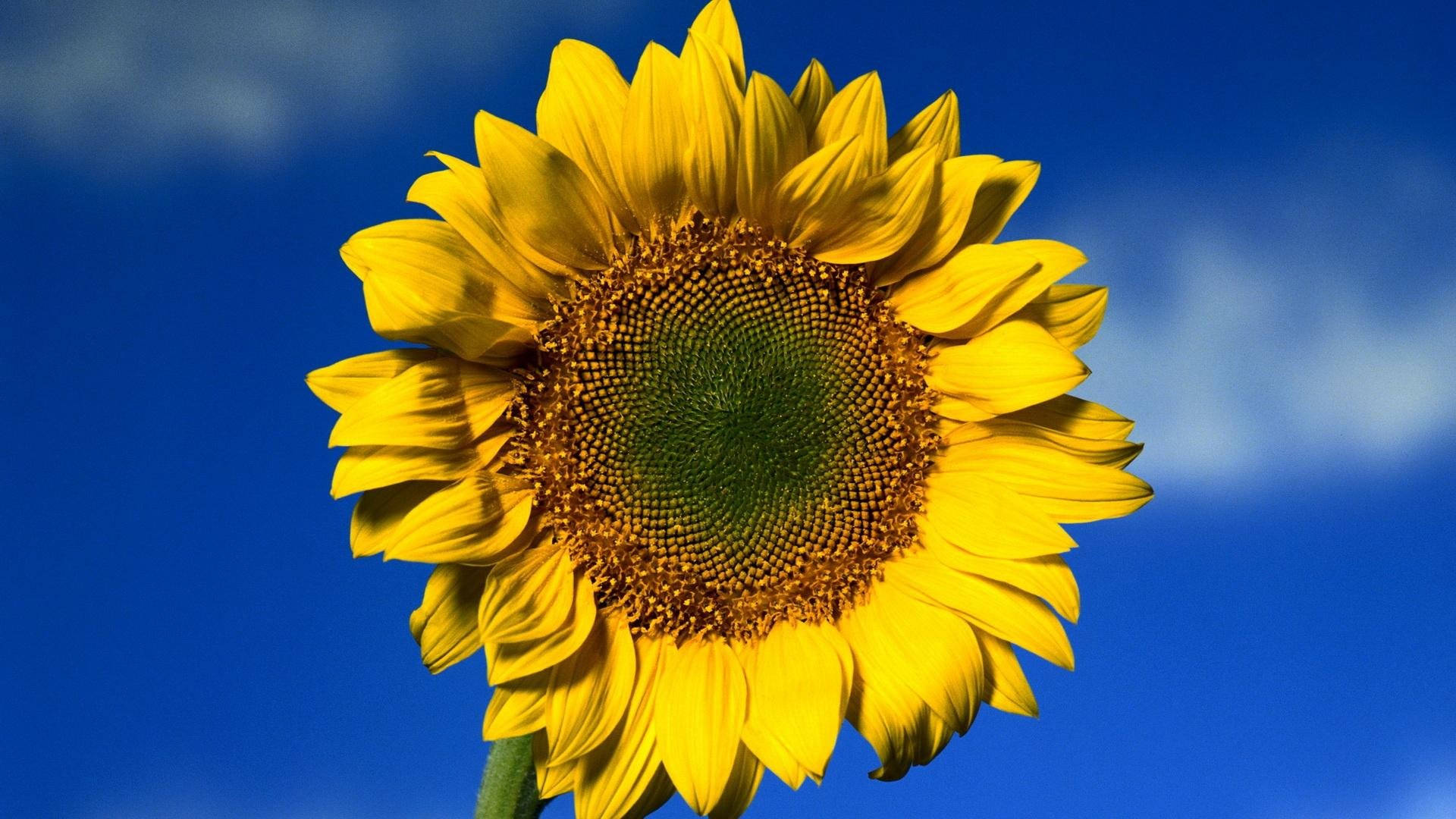 Einebunte Sonnenblume Bietet Einen Hellen Desktop-hintergrund. Wallpaper