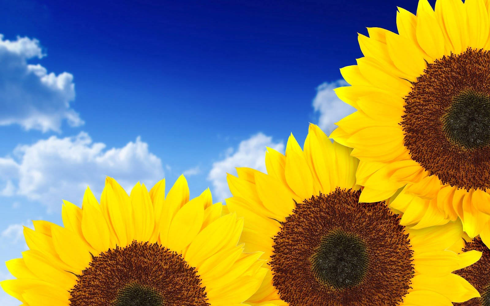 Sunflower Desktop On Sky Background Wallpaper