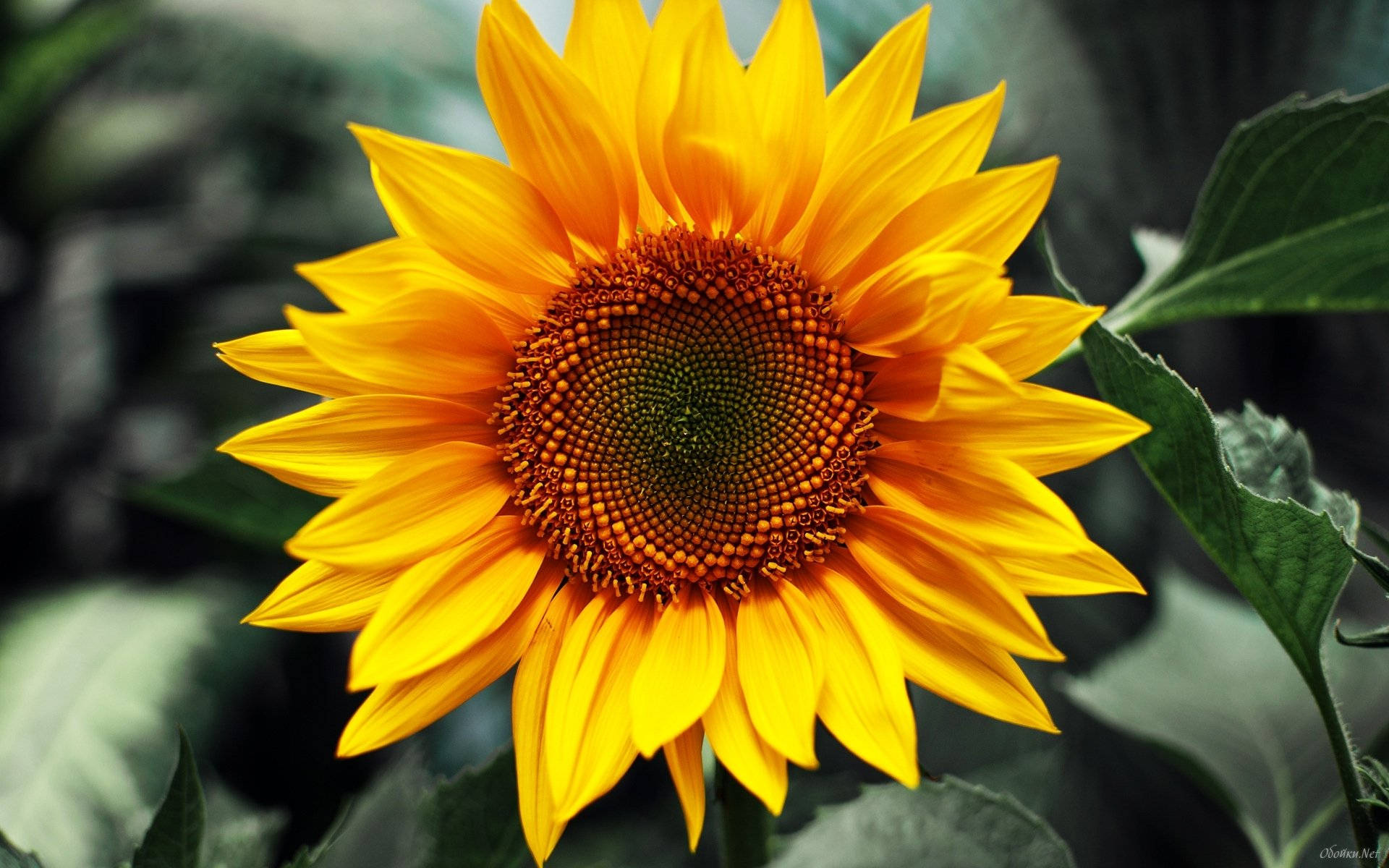 Image  Bright Yellow Sunflower in Vibrant Field Wallpaper
