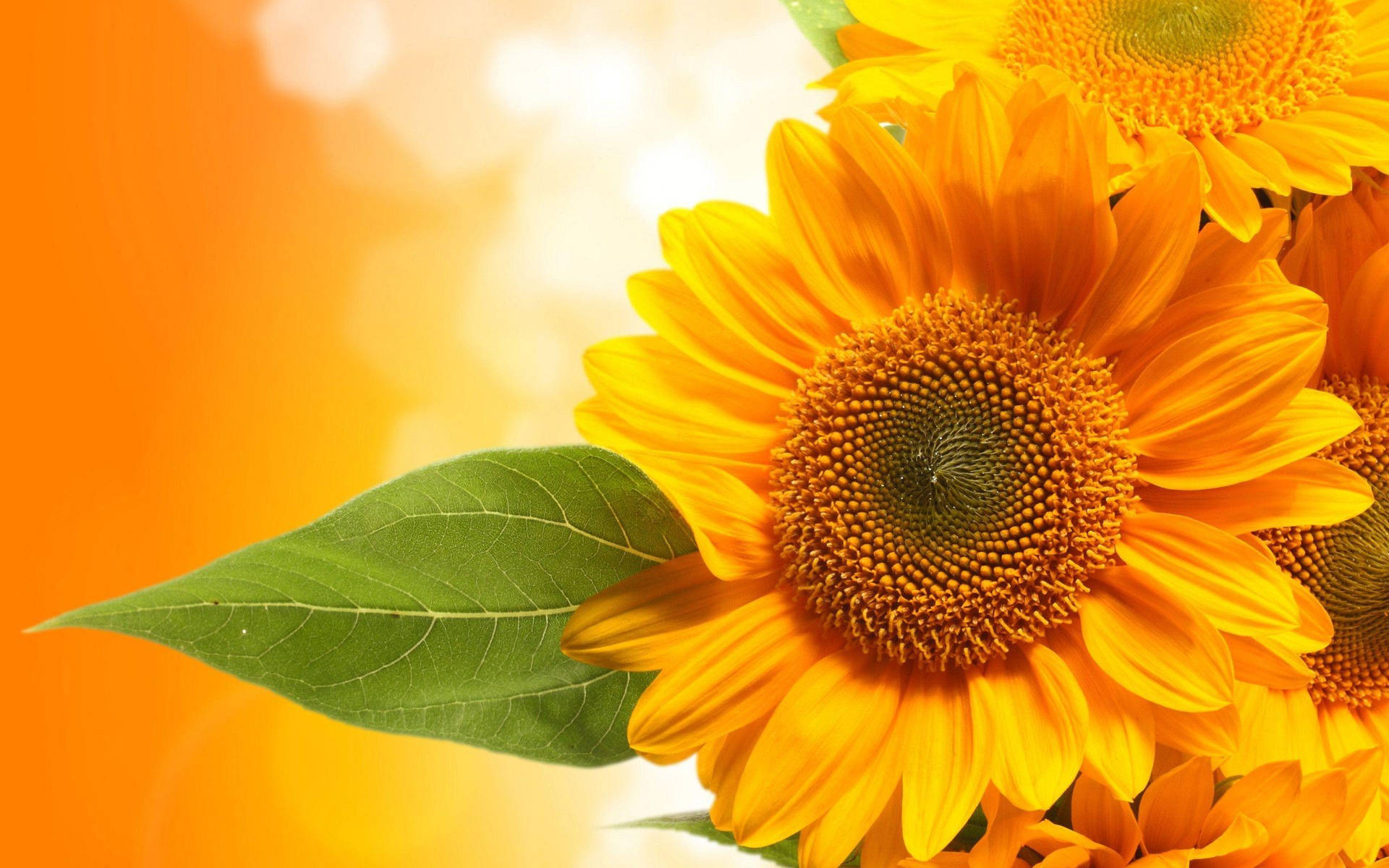 A bright yellow sunflower in a natural field, symbolizing hope and happiness. Wallpaper