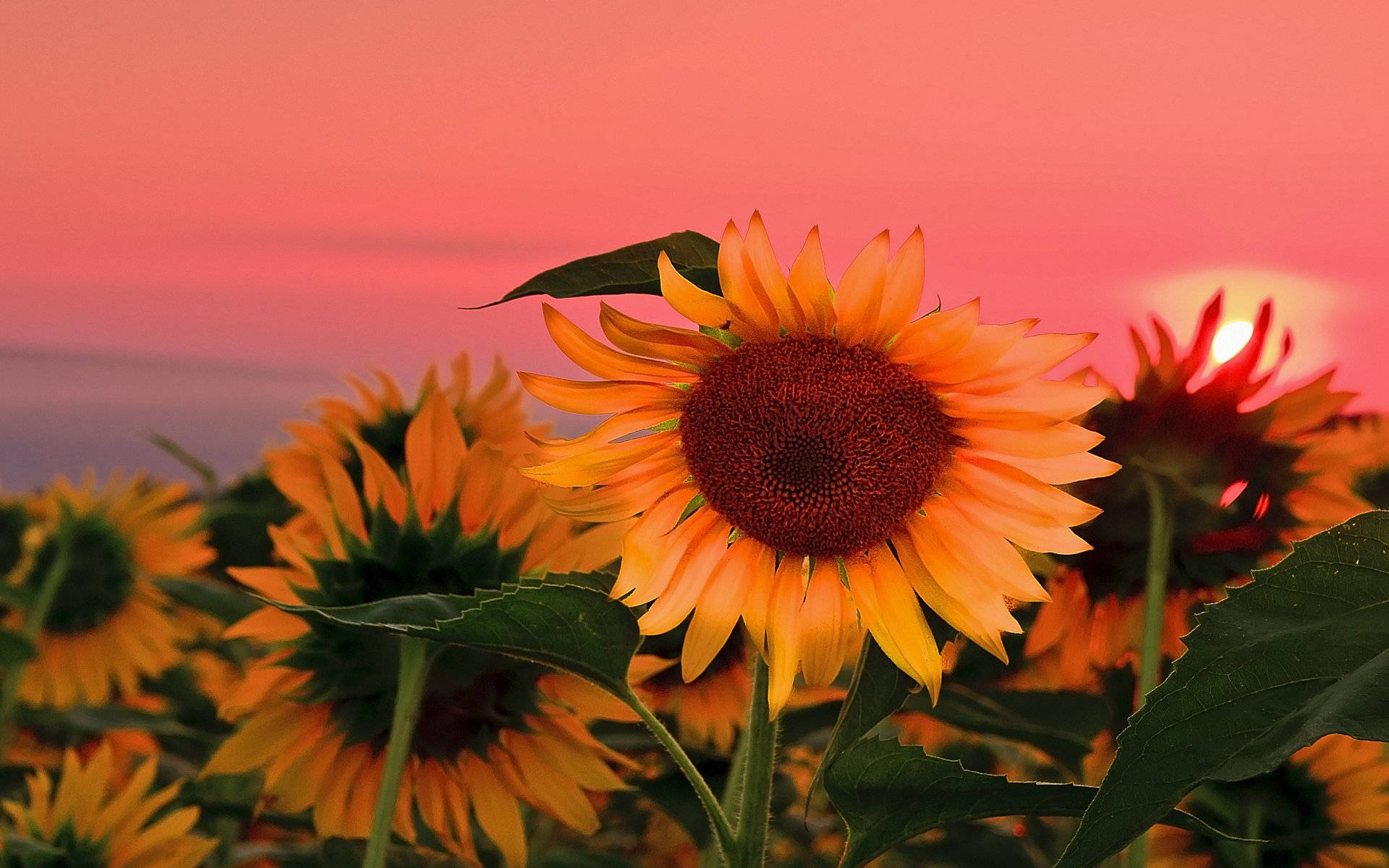 Sunflowers make any desktop background happy! Wallpaper