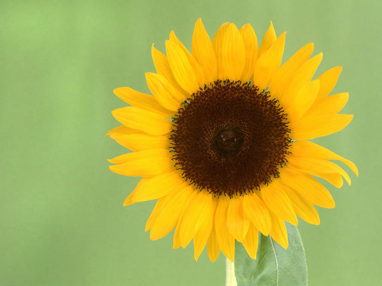 Bright Sunflower on a Sunny Day Wallpaper