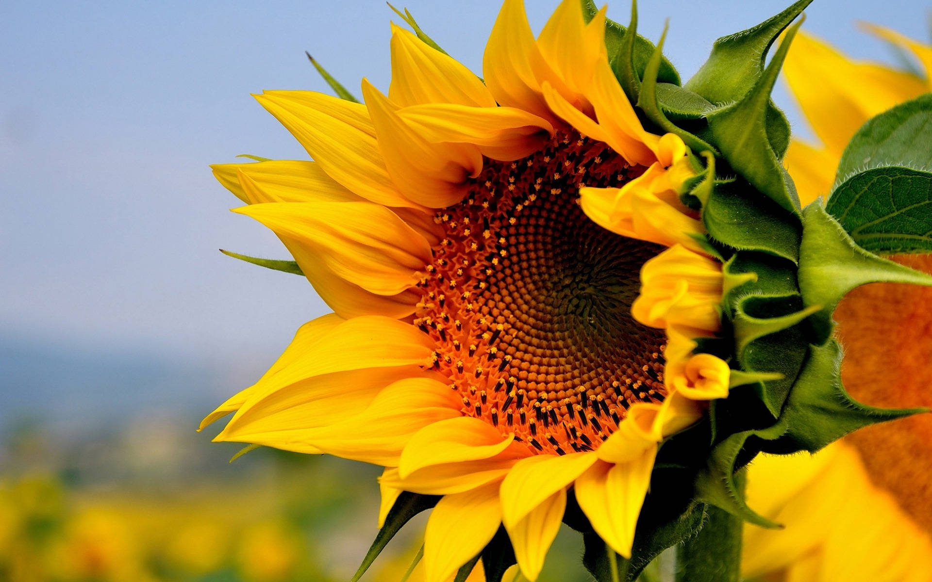 Genießensie Die Sonnenblumenoptik Auf Ihrem Desktop Wallpaper