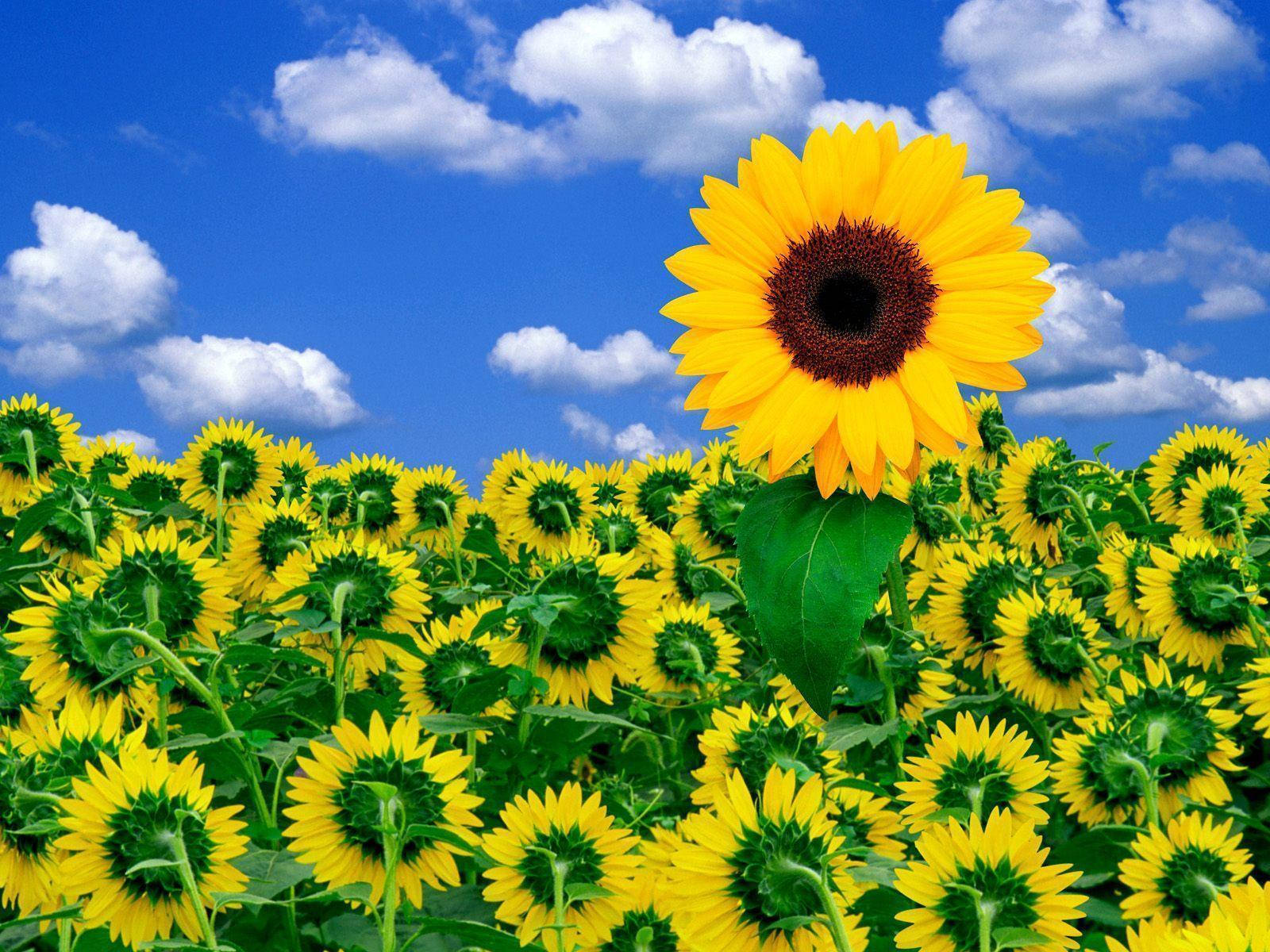 A Sunflower Field With Clouds In The Background Wallpaper