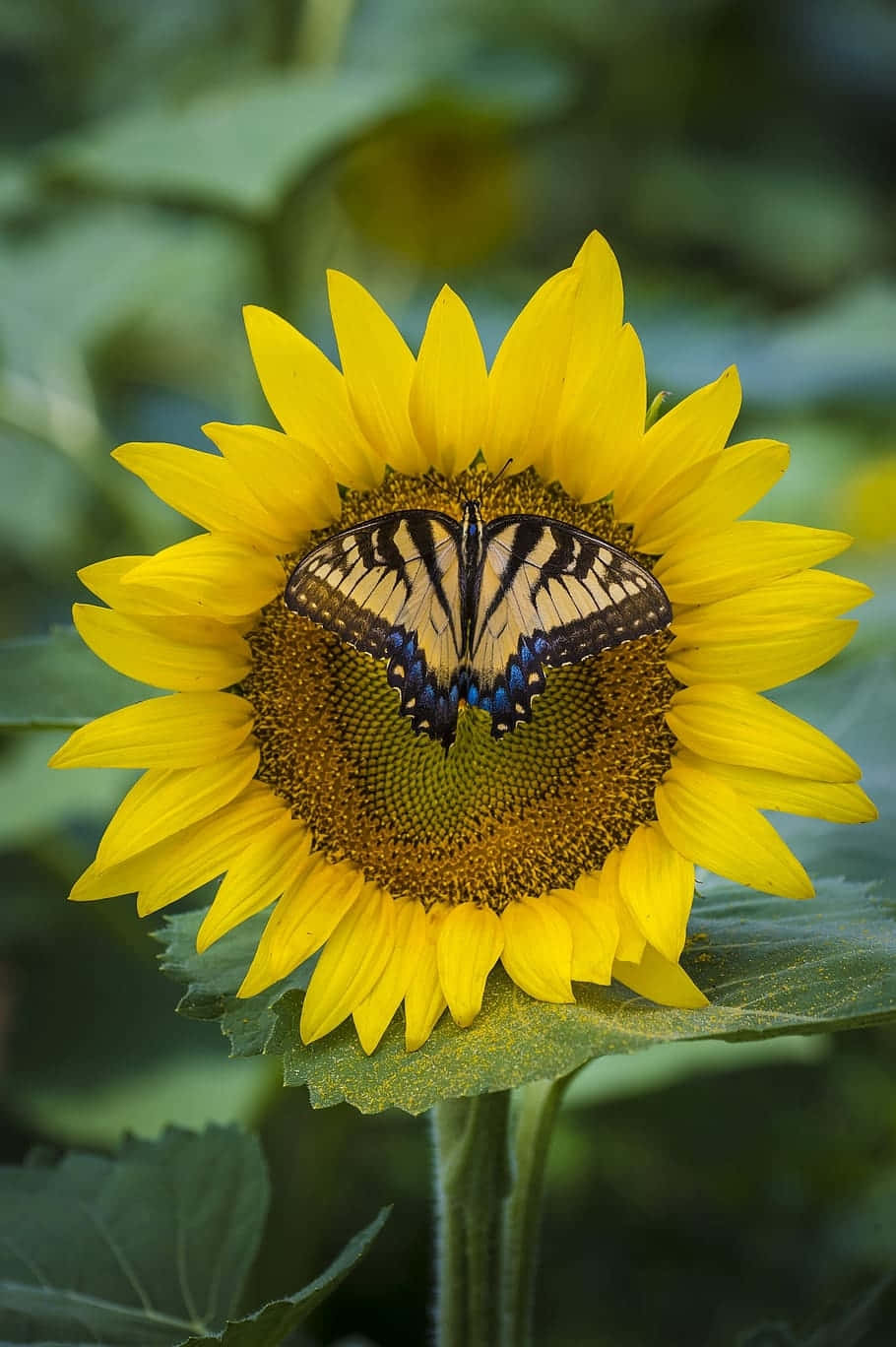 Sunflower_ Embrace_ Butterfly Wallpaper