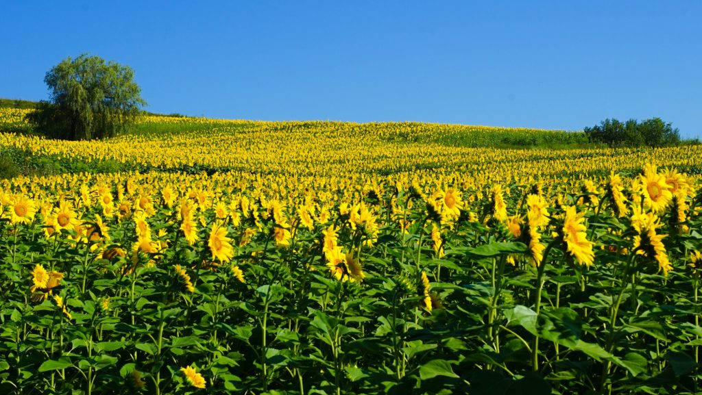 Sunflower Farm In Romania Wallpaper