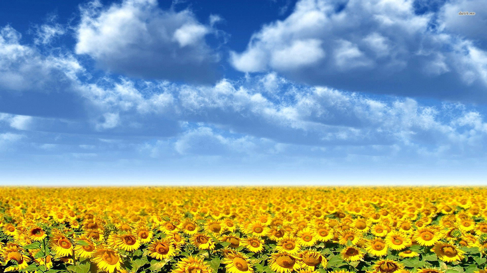 Sunflower Field Altocumulus Wallpaper