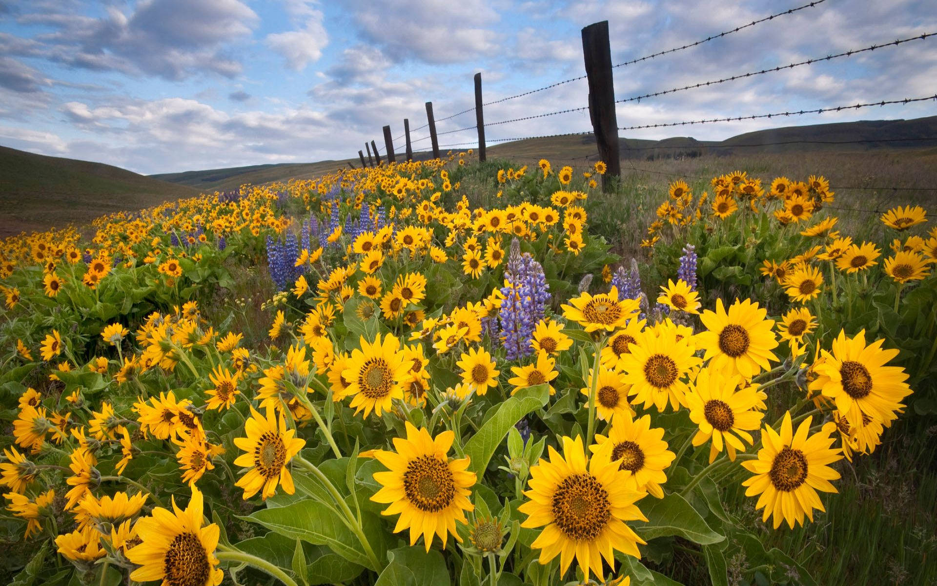 Sunflower Field And Lavender Wallpaper