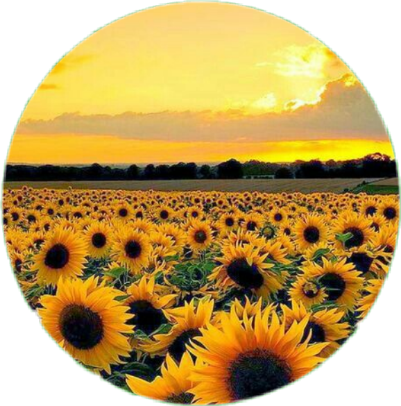 Sunflower Field At Sunset PNG