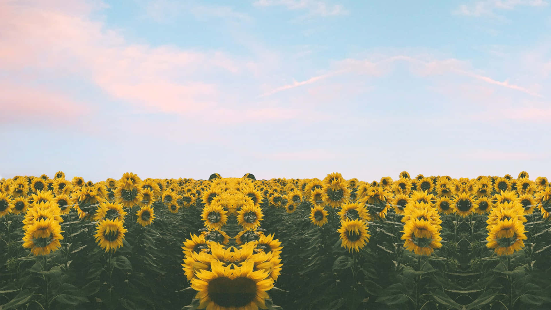 Sunflower_ Field_at_ Sunset Wallpaper