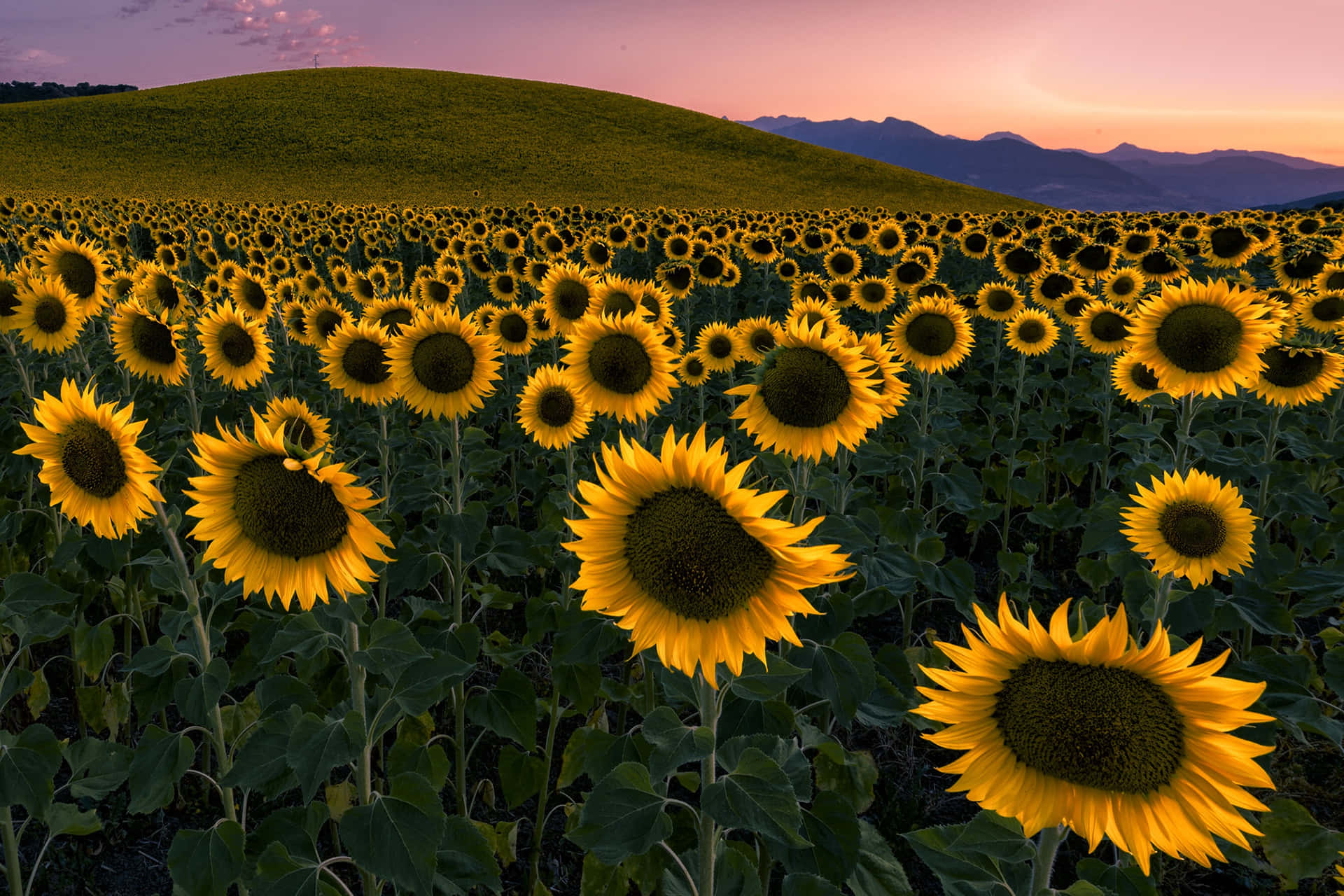 Sunflower_ Field_at_ Sunset_ Yellow_ Summer_ Aesthetic Wallpaper