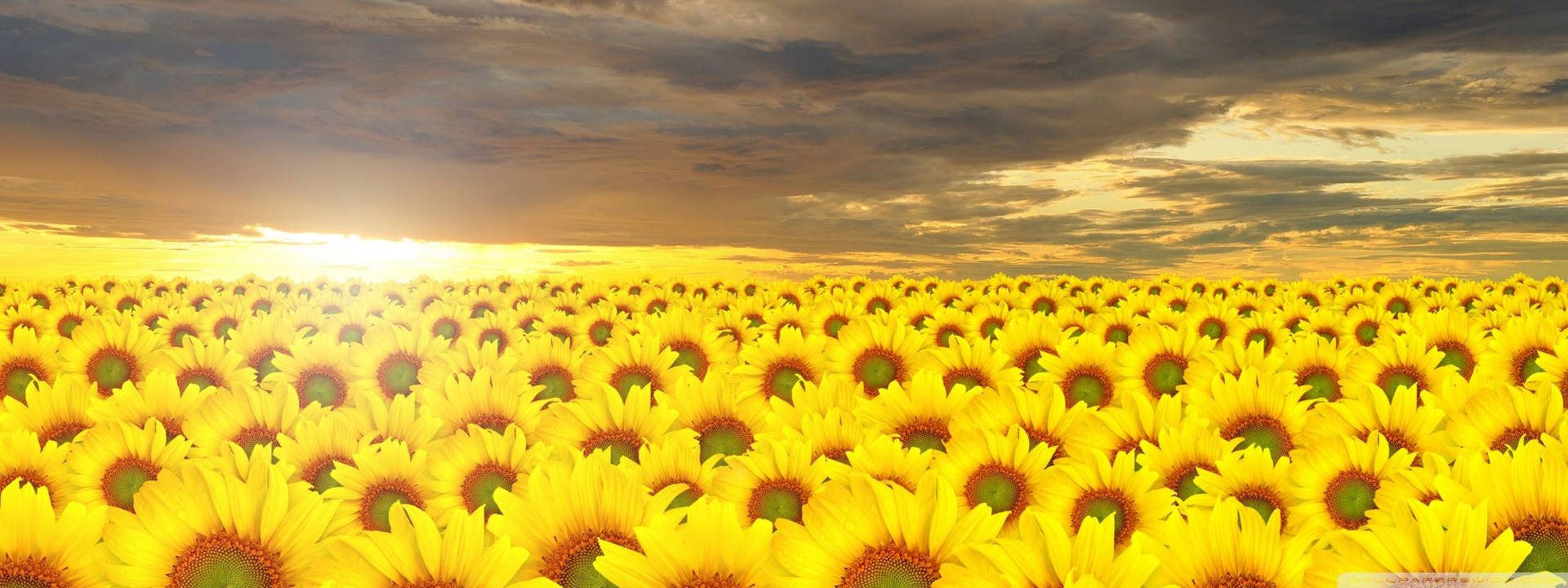 Sunflower Field Digital Art Wallpaper
