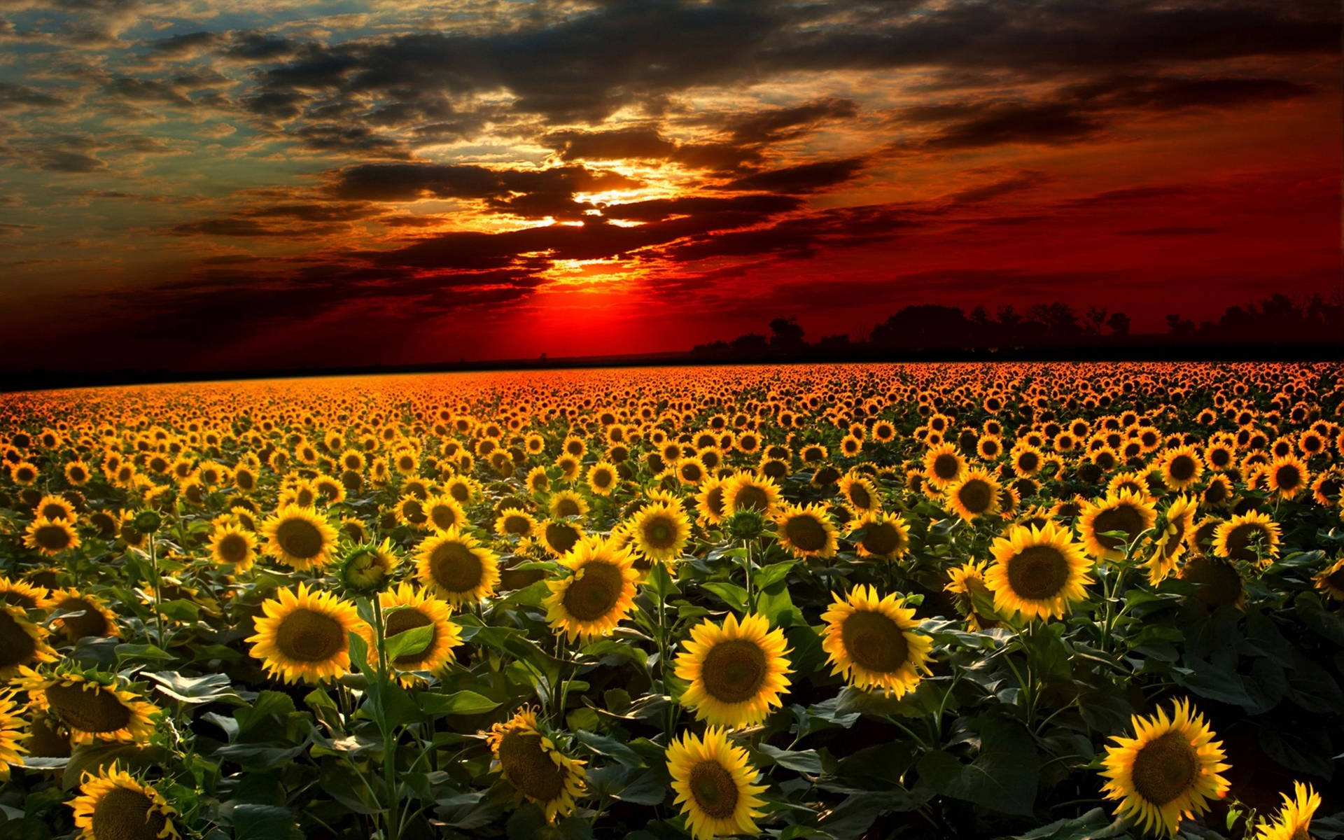Sunflower Field Fiery Sunset Wallpaper