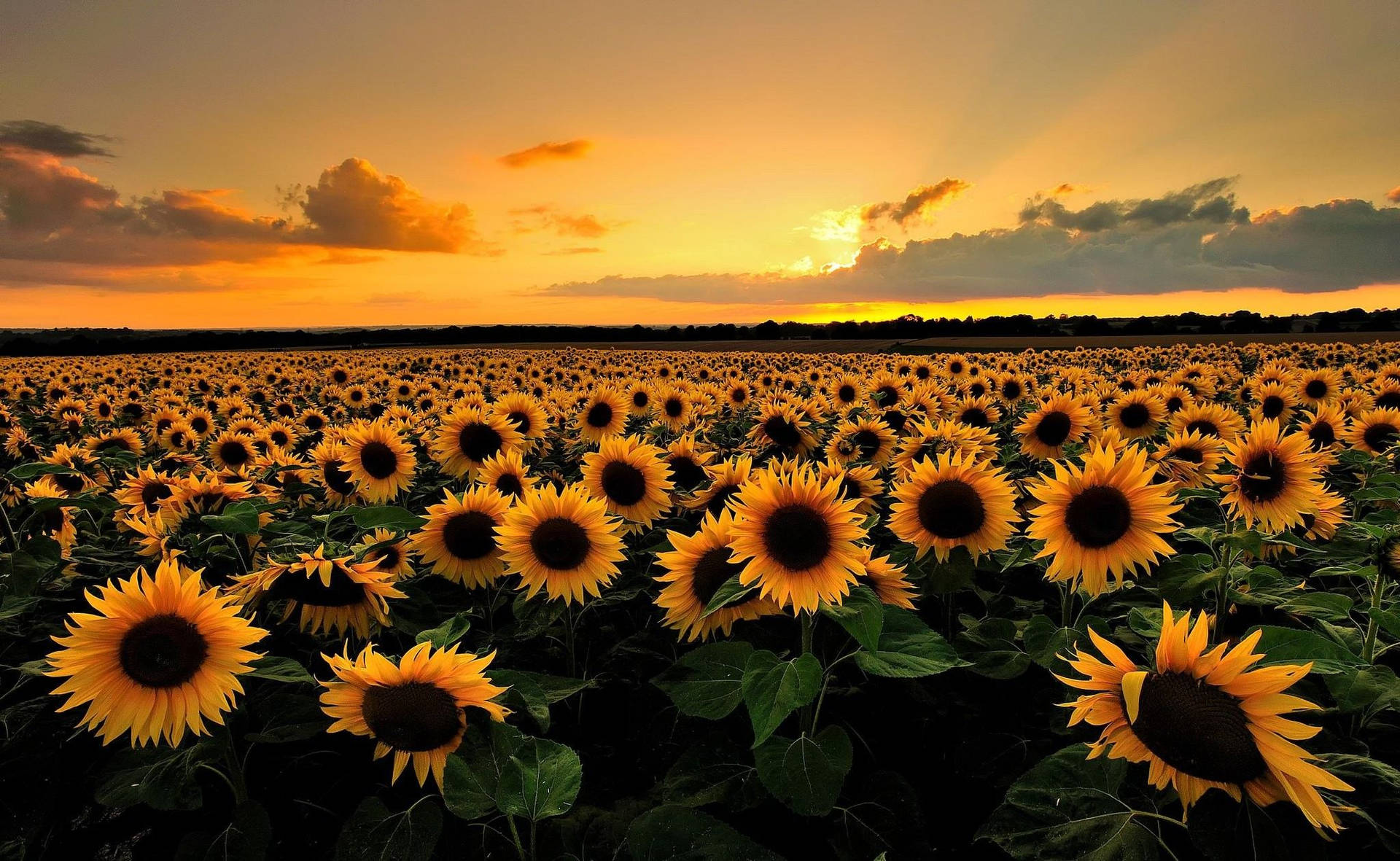 Sunflower Field Flower Desktop Wallpaper