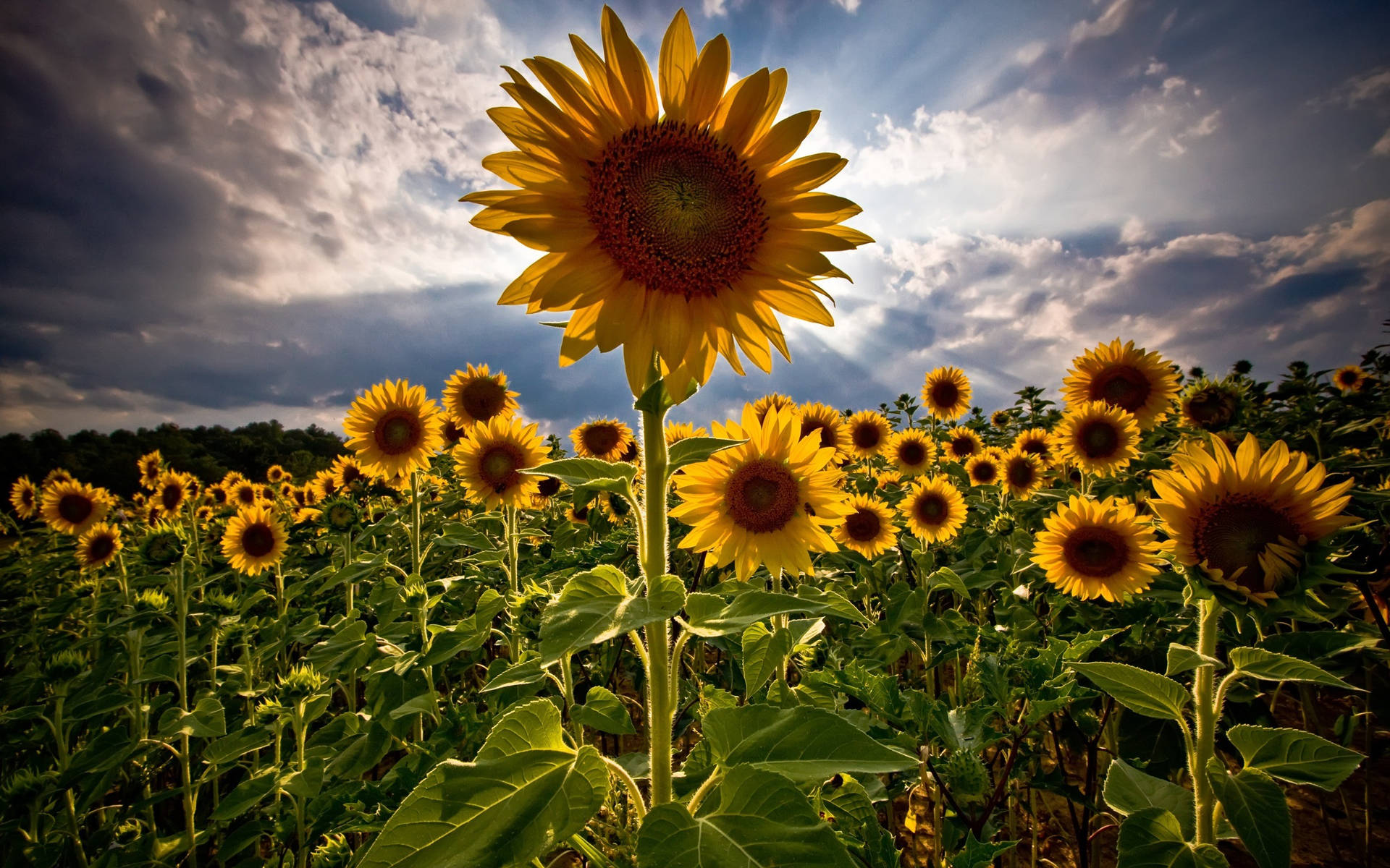 Sunflower Field Halo Effect Wallpaper