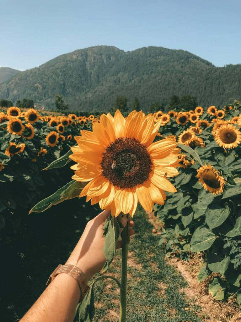 Sunflower_ Field_ Handheld_ Beauty.jpg Wallpaper