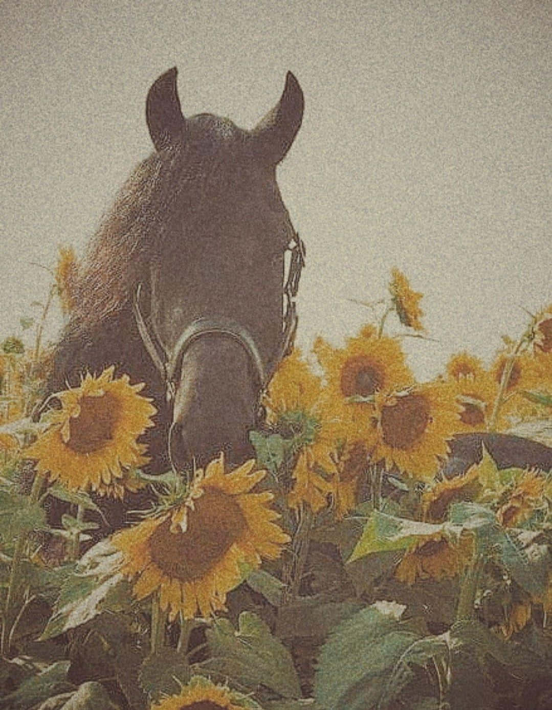 Sunflower_ Field_ Horse_ Portrait.jpg Wallpaper