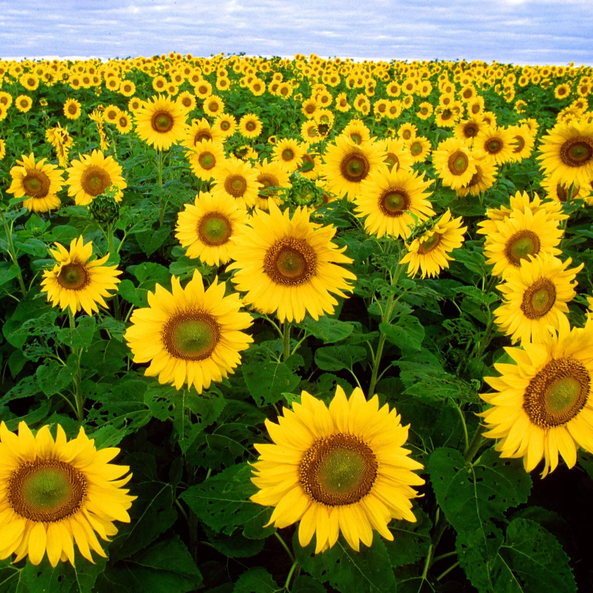 Beautiful and golden sunflower field Wallpaper