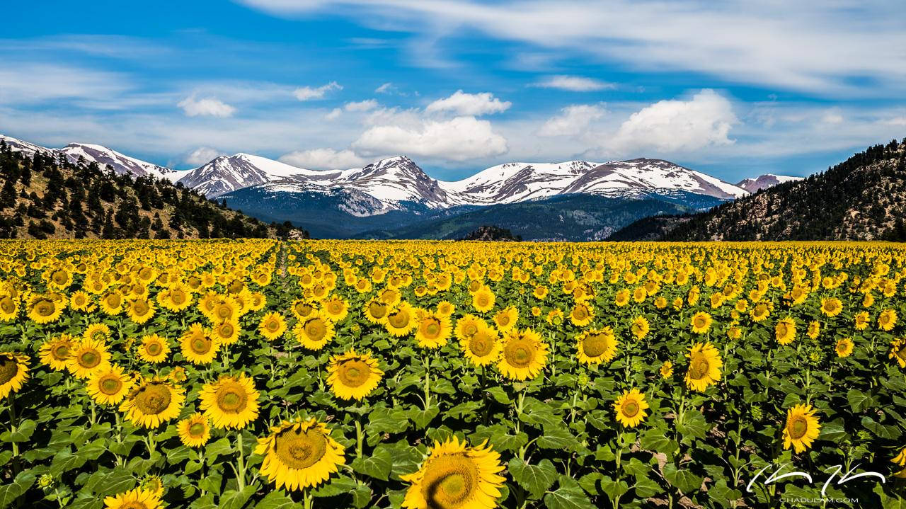 Sunflower Field In Denver Wallpaper