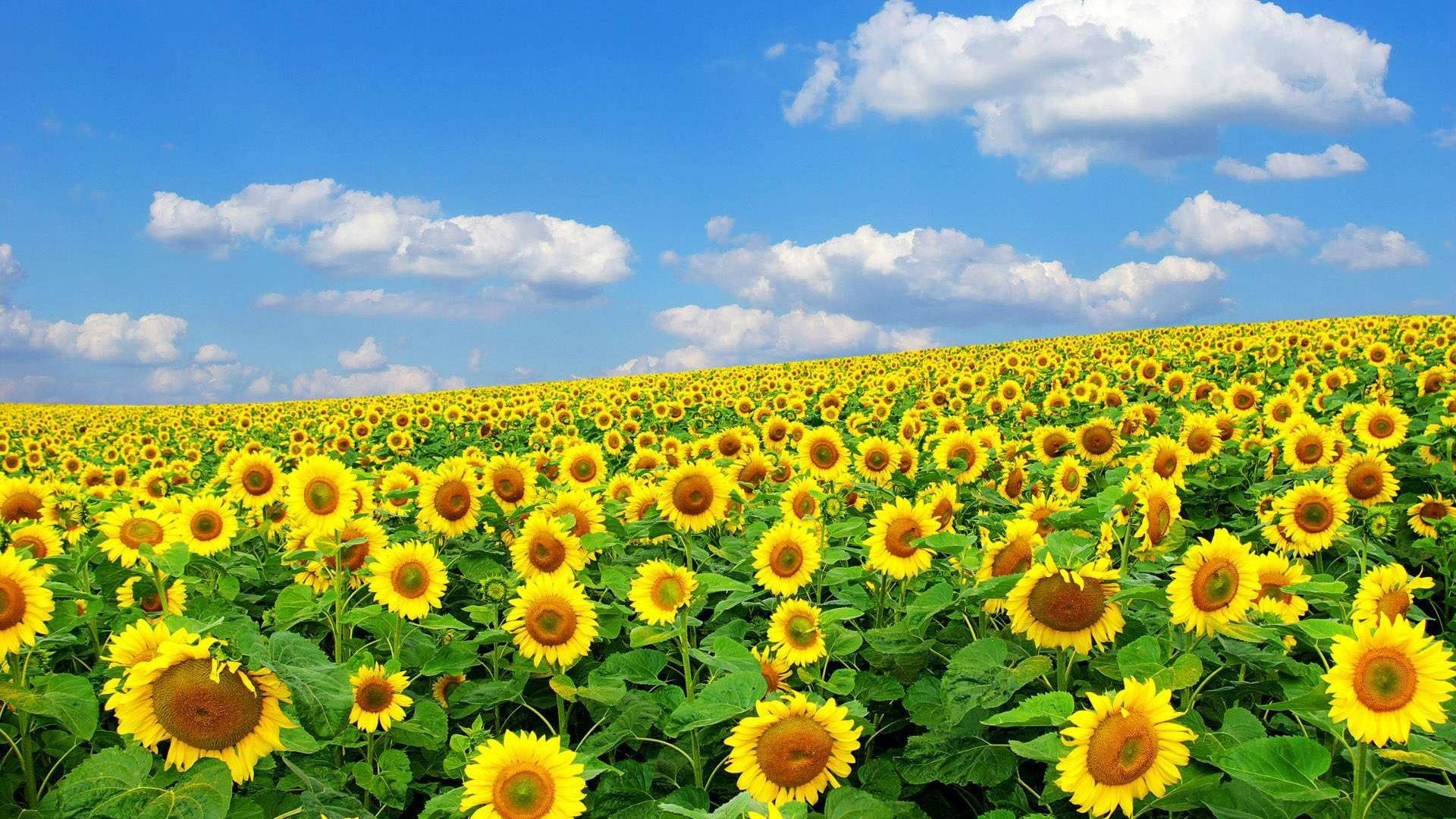 Sunflower Field In Spring Season