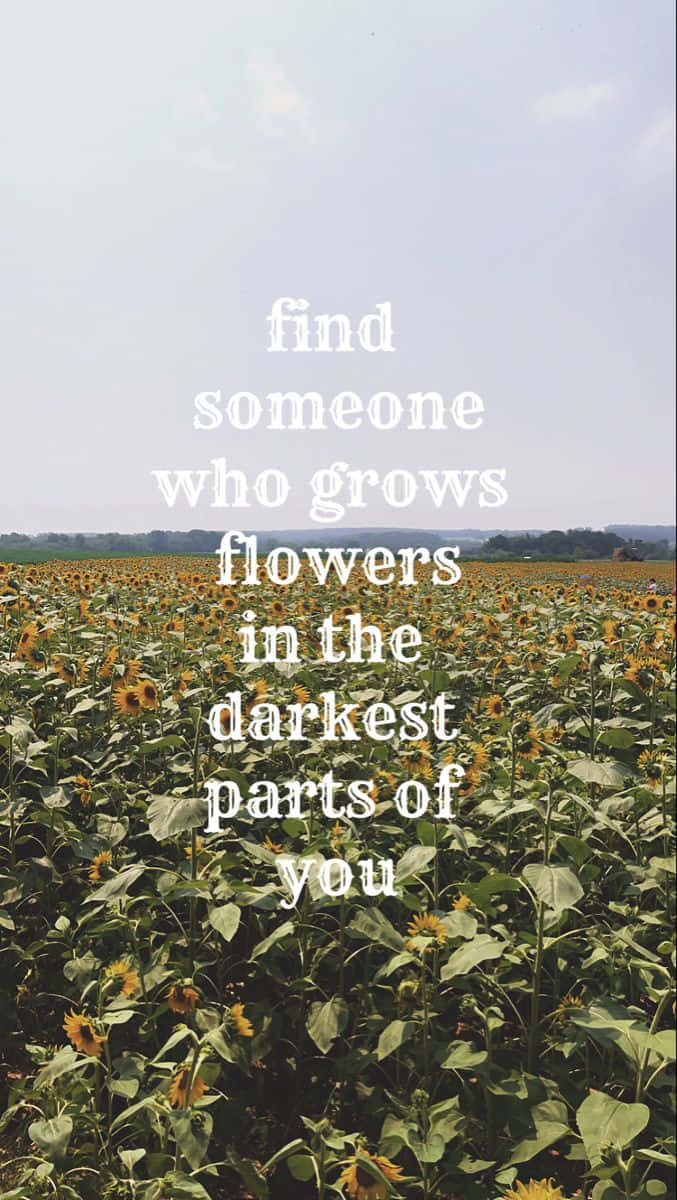 Sunflower Field Inspirational Quote Wallpaper