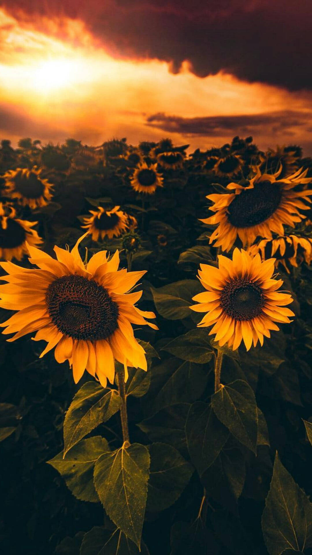 Sunflower Field Iphone X Nature
