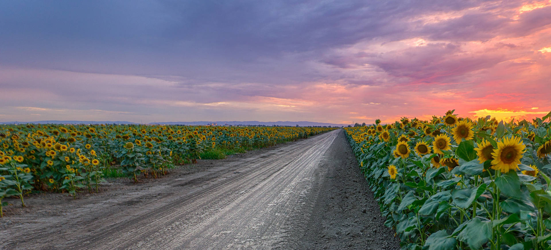 Sunflower Field Roadside Wallpaper