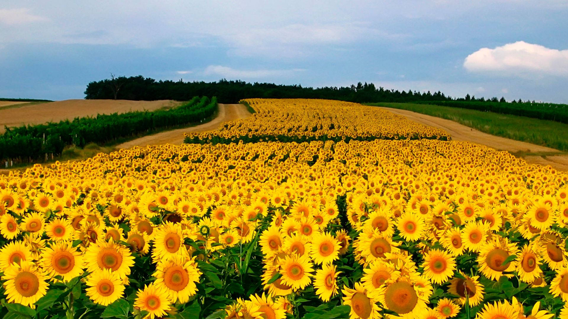 Sunflower Field Rows Wallpaper