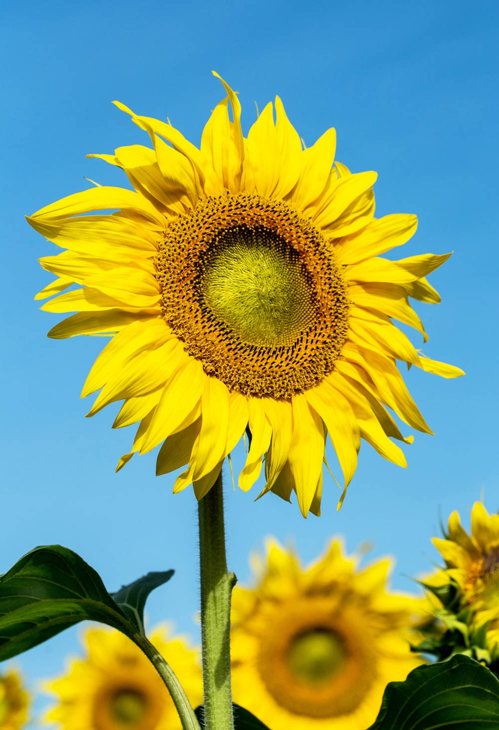 Sunflower Field Single Flower Wallpaper