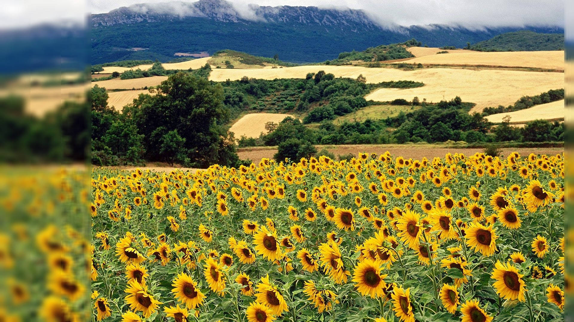 Sunflower Field Summer Desktop Background