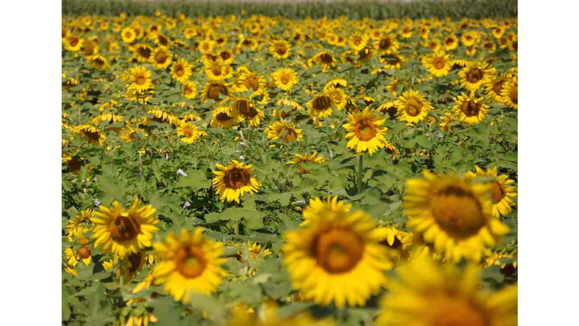 Sunflower_ Field_ Summer_ Glow_4 K_ Ultra_ Wide.jpg Wallpaper